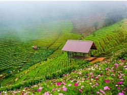 ม่อนแจ่ม