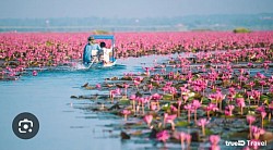 ทะเลบัวแดง